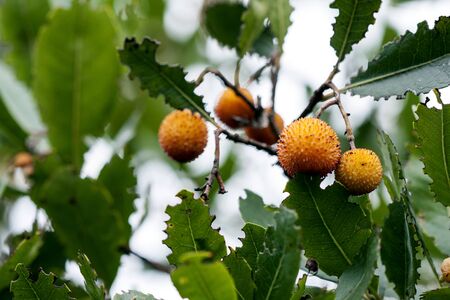 Fruit of the arbutusの写真素材