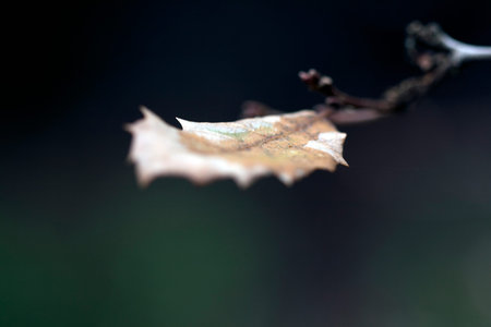 Chaparro sheetの写真素材