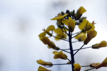 Small yellow flowersの写真素材