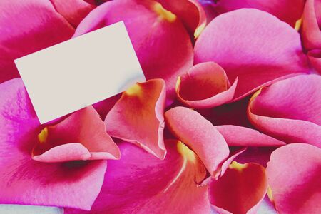 White card to write a massage and roses petalsの写真素材