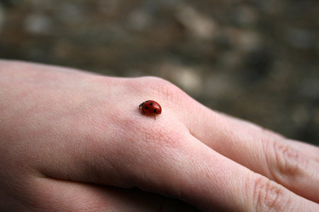 Ladybird on arm insect hexapod fingers red beetle.