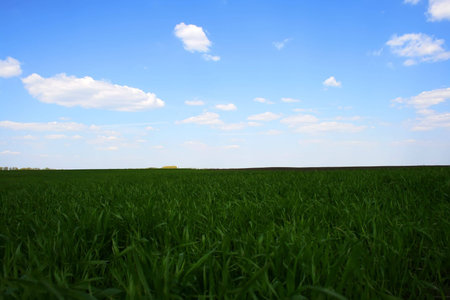 green field and blue cloudy sky, rural landsacpe