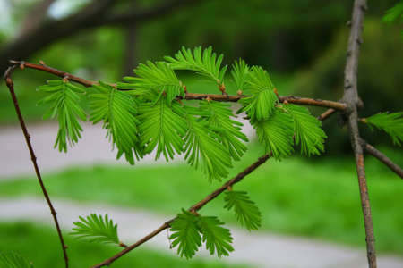 new green leaf of acacia tree, in Kiev's botany parkの写真素材