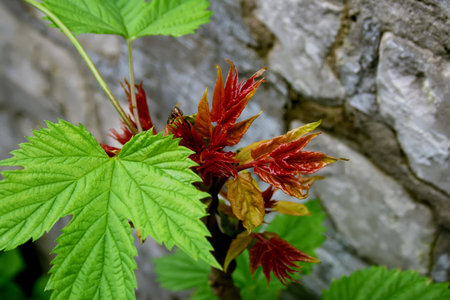 color leaf of new maple near a gray brick wall