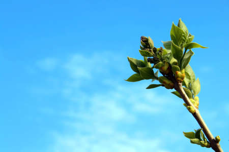 new branch of lilac, blue sky on backgroundの写真素材