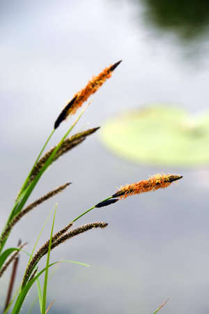 blooming green grass on the lake at springの写真素材