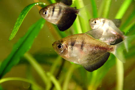 The black tetra (Gymnocorymbus ternetzi) also known as the black skirt tetra or black widow tetra is a freshwater fish of the characin family (family Characidae) (which includes all tetras, including the piranha), of order Characiformes. It is native to tの写真素材