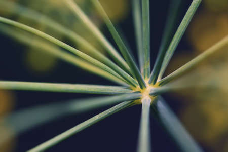 Abstract inflorescence dill close-up.Tiny focus.Shallow depth of fieldの写真素材