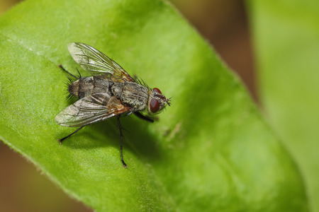 fly on the leaf.Extreme close upの写真素材