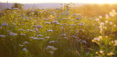 cow parsnip at sunset. backlit by the evening sun.