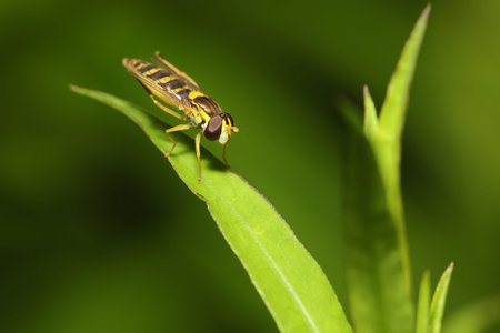 Bee-fly close-up on a leaf.Bee on a green backgroundの写真素材