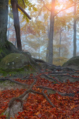 Autumn forest in the mountains. Fallen leaves