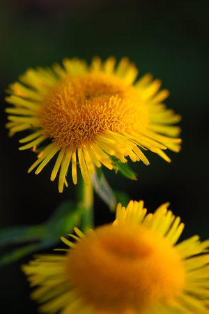 bright yellow daisies.shallow depth of field.