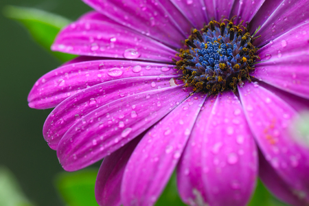 beautiful purple daisy in the morning dew. Close upの写真素材