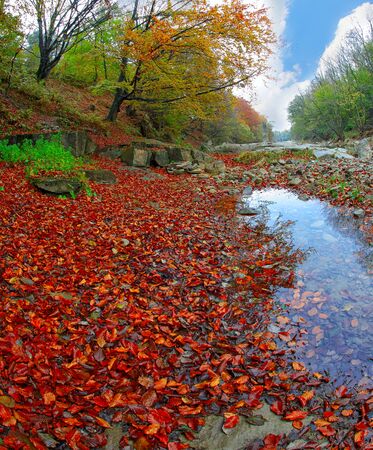 Autumn forest in the mountains. Fallen leavesの写真素材
