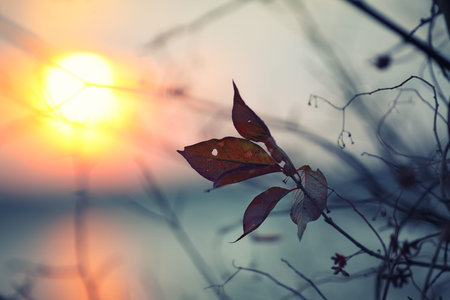 Dried foliage on a background sunset. Shallow depth of fieldの写真素材