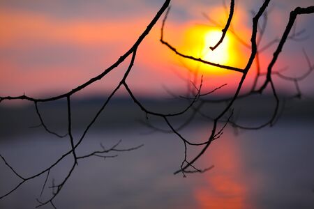 leafless branch of tree at sunset. Vibrant colourの写真素材