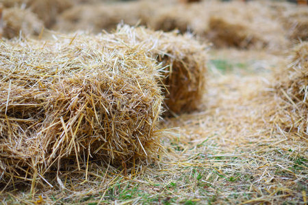 haystacks shoot at shallow depth of field. Close up shoot