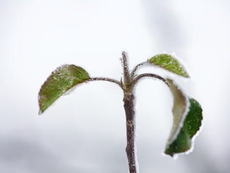 Frozen Leaves. frost on green leaves treesの写真素材