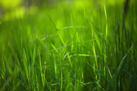 fresh spring grass in sunlight. Close upの写真素材