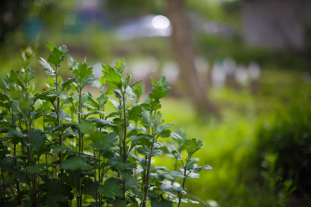 green plants with a blurred background back. Group of plants at foregroundの写真素材