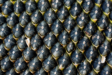 ripe seeds in sunflower. Extreme close up. Backgroundの写真素材