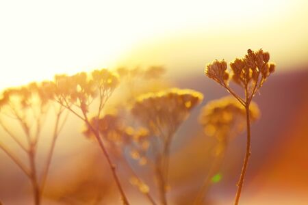 silhouette of dried flowers and plants on a background sunset. Shallow depth of fieldの写真素材