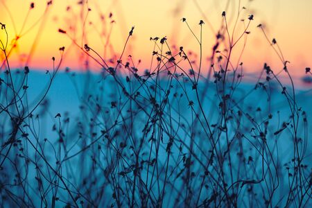 Dried flowers on a background sunset. Shallow depth of fieldの写真素材