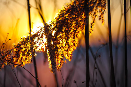 silhouette of dried flowers and plants on a background sunset. Shallow depth of field