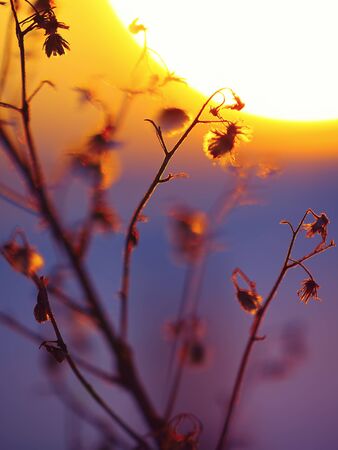 Winter Plant Silhouette at sunset. Shallow depth of fieldの写真素材