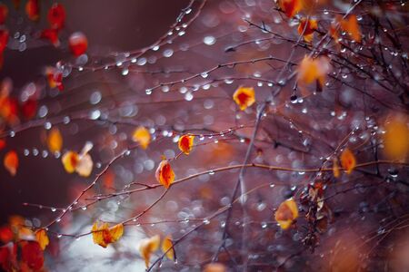 abstract and blurred background blurred branches and raindropsの写真素材