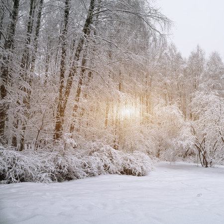 Snow-covered trees in the city park. Winter timeの写真素材