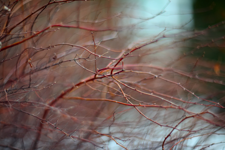 blurred background with branches. Abstract pictureの写真素材
