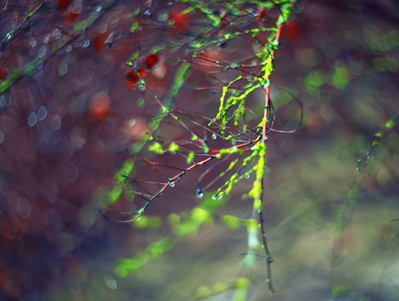 abstract and blurred background with branches and raindropsの写真素材