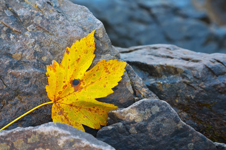 autumn leaf on the rocks. Yellow mapple leafの写真素材
