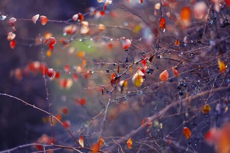 abstract and blurred background with branches and raindropsの写真素材