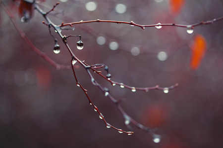 rain drops on a branch. shallow depth of field. violet backgroundの写真素材