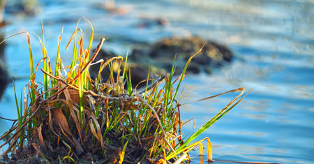 Coastal reed island in spring with some blurry lake on the background