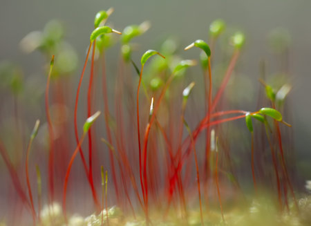 close-up of a colorful moss with spores. Blurred background