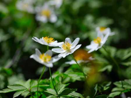 Anemone sylvestris. First spring flowers. Close up
