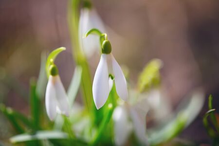 Spring snowdrop flowers blooming in sunny day. Shallow depth of fieldの写真素材