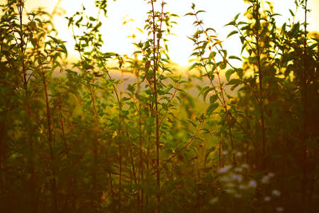Nettle plant against the light in the sunsetの写真素材