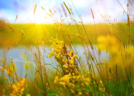 yellow summer flowers at meadow.の写真素材