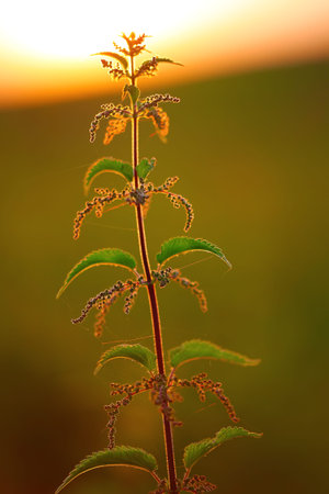 nettle flower at sunset in backlight.の写真素材