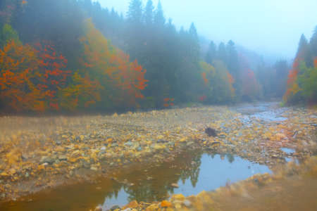 thick fog on a mountain river in autumn. Colorfull forestの写真素材