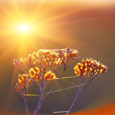Dried flowers and plants on a background sunset. Shallow depth of fieldの写真素材