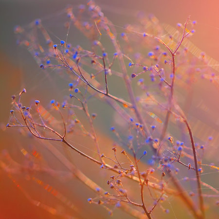 Dried flowers and plants on a background sunset. Shallow depth of field