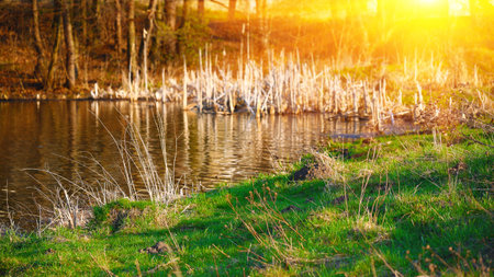 Beautiful sunset over calm lake. Green grass at foreground