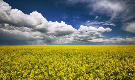 flowering field of colza outdoors in spring. Dramatic blue sky