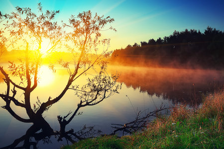 Lonely tree growing in a pond at sunrise. Dramatic silhouette. Fog over waterの写真素材